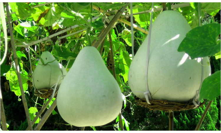 大隆园林 瓢葫芦种子 酒葫芦籽 亚葫芦 可四季播