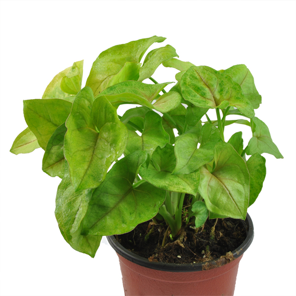 【绿植】锦上 合果芋 金童子 办公室盆栽花卉 净