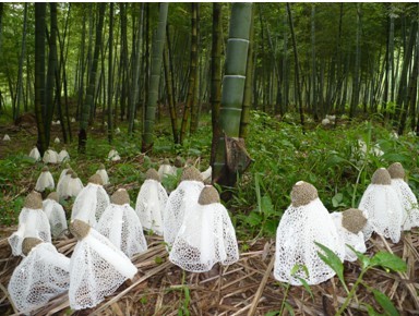 五分文 食用菌干货一级野生竹荪 福建宁德古田