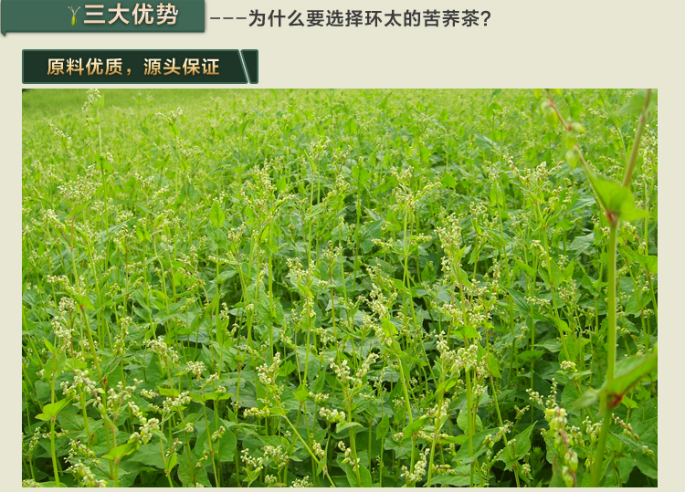 环太苦荞茶选自苦荞麦的主产地四川大凉山,远离城市的无工业种植基地.