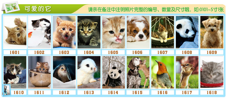 天字一号 照片打印相框专拍地址 高清柯达皇家高光相纸打印照片 7寸
