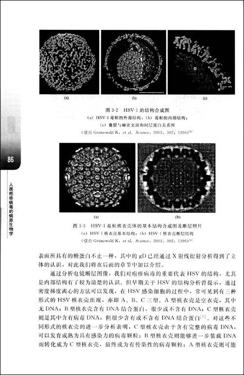 人类疱疹病毒的病原生物学 李琦涵