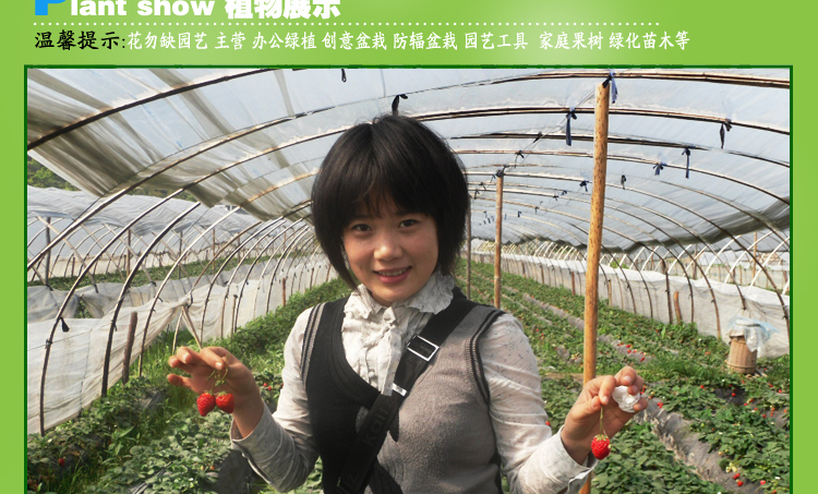 花勿缺(草莓种子-)草莓苗 观赏草莓 易栽培蔬菜