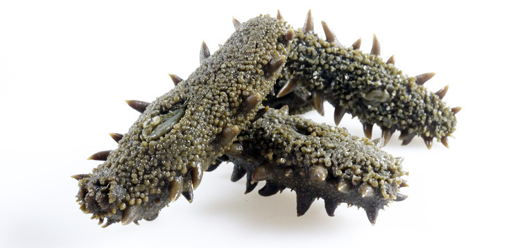 百盛园丁财运来 原生态半干海参 野生辽刺参 大