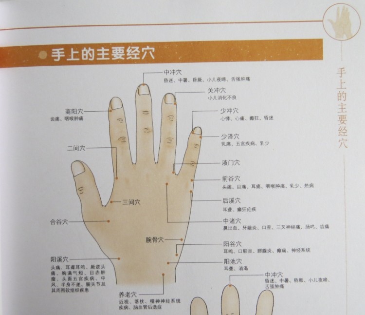手掌穴位与反射点 手上的主要经穴 手的第五掌骨全息穴位图 手背全息
