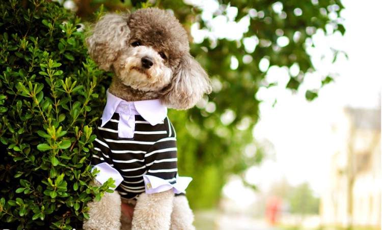 泰迪狗衣服 夏装 狗狗衬衫宠物polo条纹衫春夏