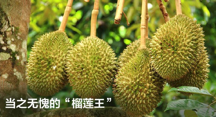 猫山王榴莲肉 泰国猫山王榴莲新鲜