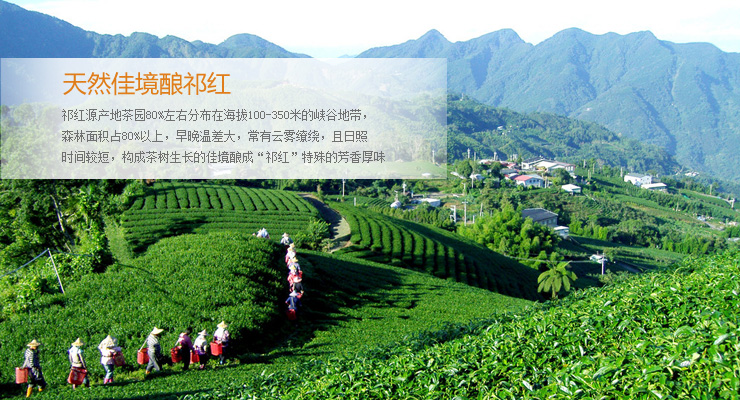 京东商城 艺福堂茶叶礼盒装 红茶 祁门红茶 特级