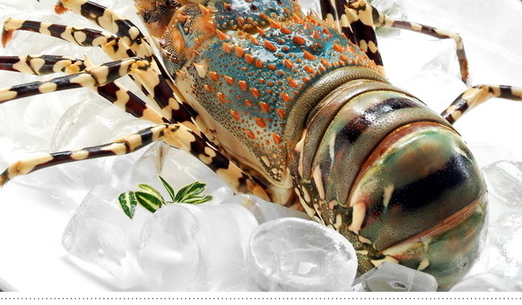 天天海鲜 活冻澳洲大龙虾约750g\/只 进口野生 