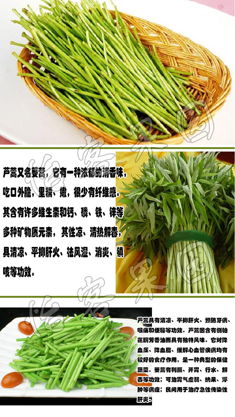 新鲜蔬菜 精选南京八卦洲芦蒿 600g装 蒌蒿 精品蔬菜
