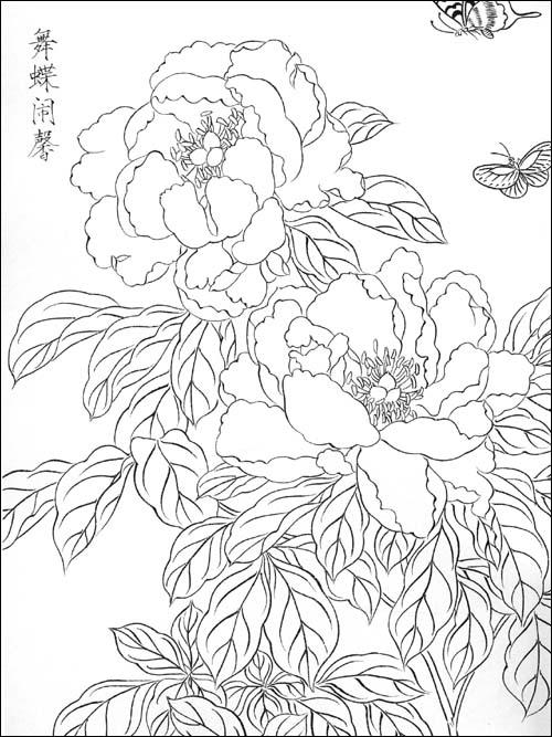 芍药画稿