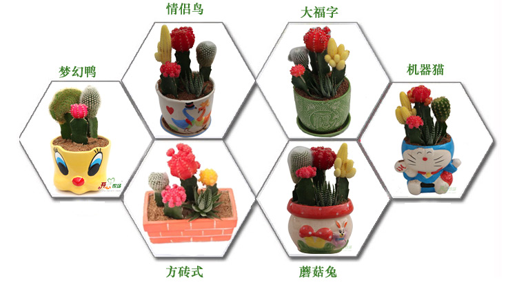 【京东联盟会】 生日礼物 7株仙人球组合 家居