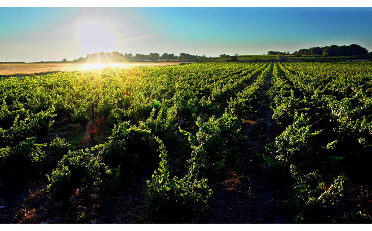 法国红酒 多玛士·嘉萨酒庄磨坊系列古兰干红