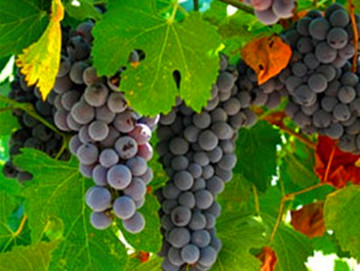 西班牙进口 马叔老年珍酿级干红葡萄酒750ml