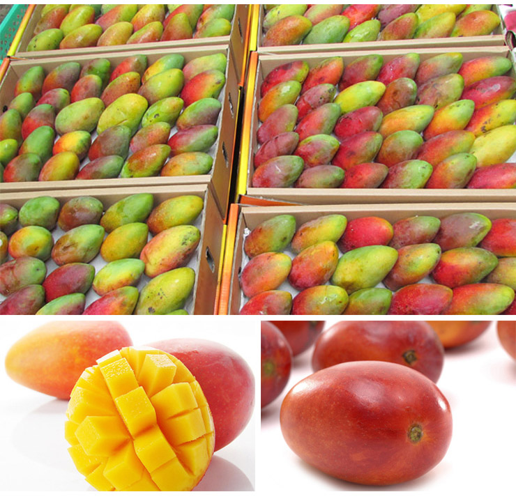 水果大王正宗海南新鲜水果芒果海南贵妃芒5斤