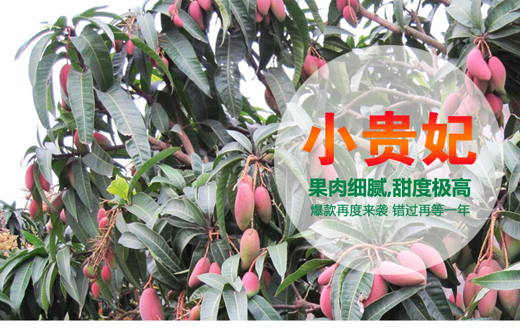 水果大王正宗海南新鲜水果芒果海南贵妃芒5斤