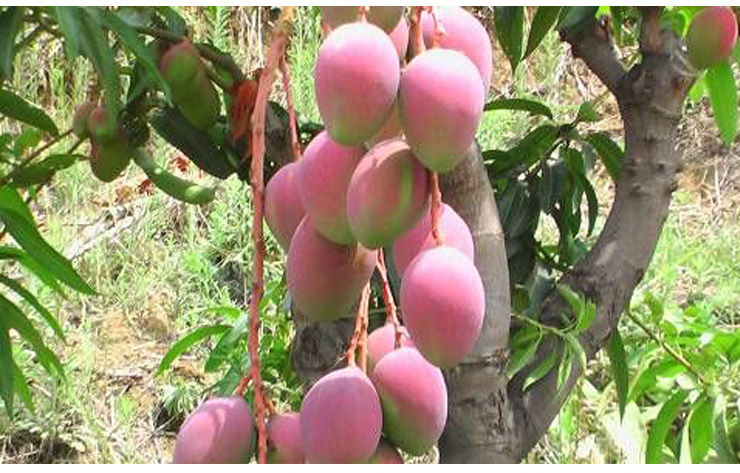 水果大王正宗海南新鲜水果芒果海南贵妃芒5斤