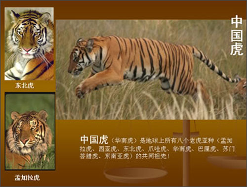 2004年,一套两枚的华南虎邮票发行,首发仪式在浙江庆元举行,这让
