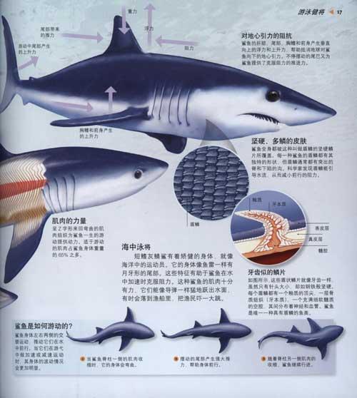 游泳健将  鲨鱼的内部构造  超级感官明星  满口利齿  有力的撕咬