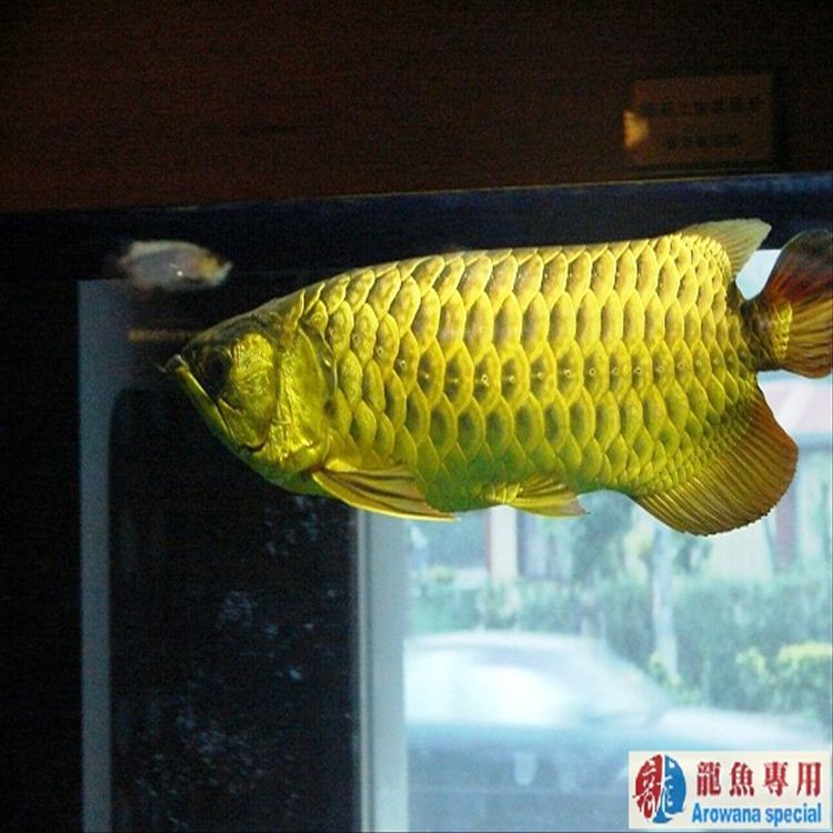 顶级龙鱼鱼缸水族箱专用灯管台湾御龙国际红龙