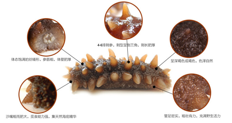 618一口价上滨天津海参即食方案500g海参v海参食品集团大连图片