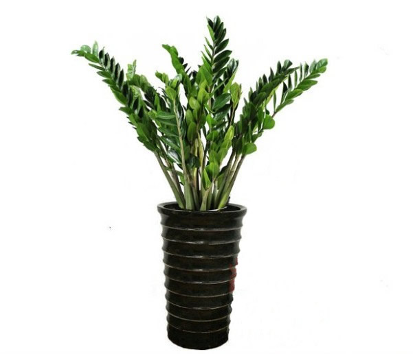 金钱树盆栽 七叶莲盆栽