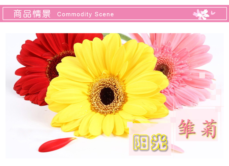
                                        沐坤 三代可移除墙贴纸 雏菊客厅沙发衣橱背景墙贴画 卧室墙壁纸 雏菊6015黄色                