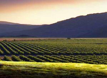 西班牙进口 马叔老年珍酿级干红葡萄酒750ml_