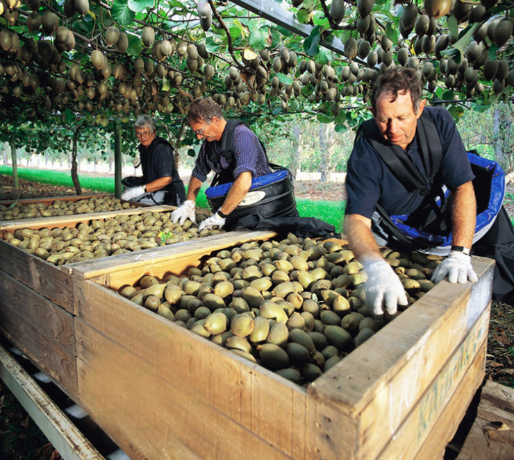 新西兰佳沛奇异果绿果16个