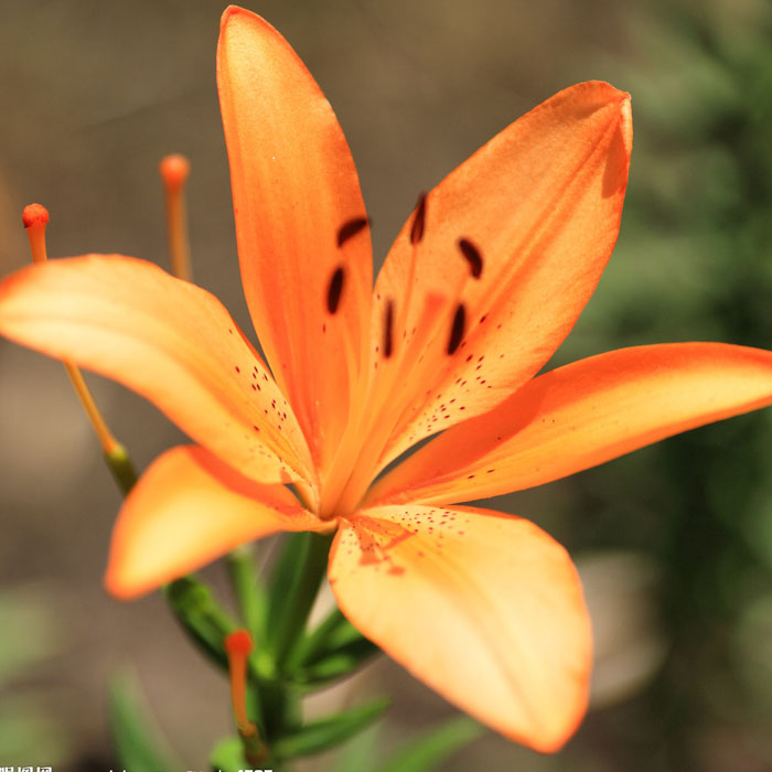 进口百合花种球 18种颜色品种百合花种子种球 随机发货 5个 随机送种子一包图片