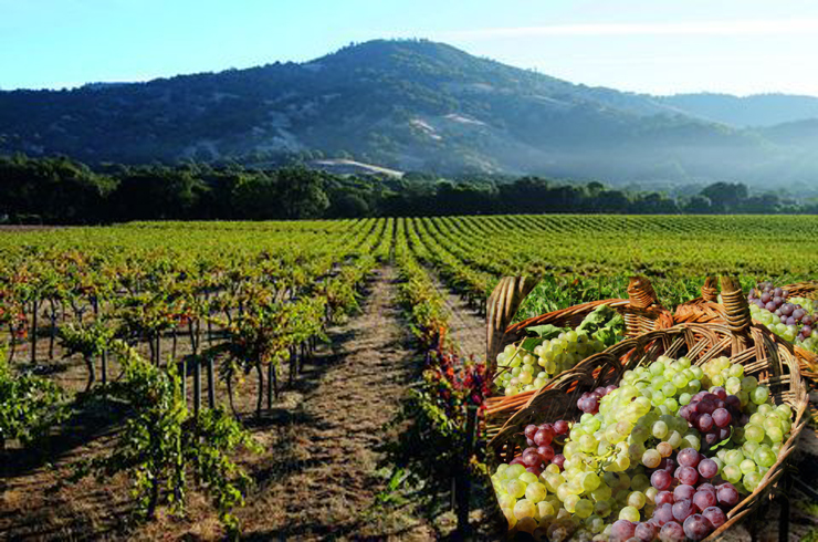 美国原瓶进口红酒 加州太平洋风景赤霞珠干红