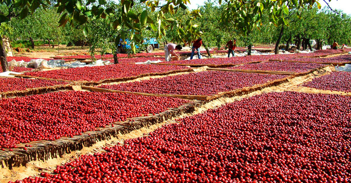 宁安堡 新疆和田枣【2级四星大枣】400g袋装