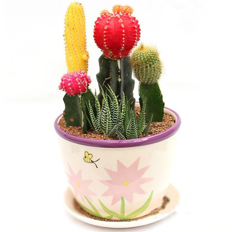 开心农场 桌面园艺 防辐射 迷你盆栽仙人掌 多肉植物 彩色仙人球在京东商城的价格走势