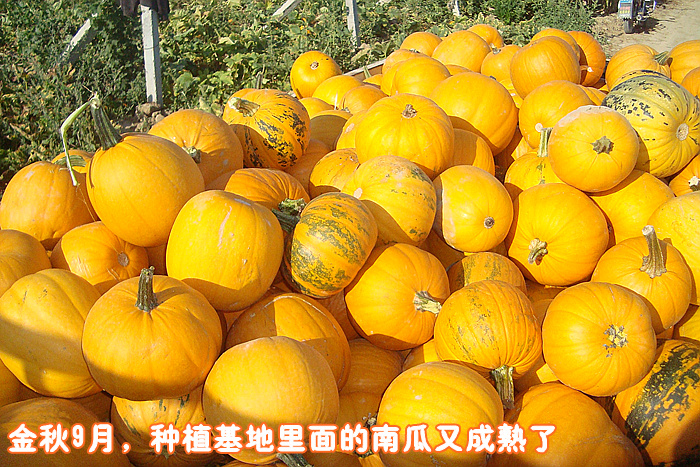 西域美农 新疆特产天生无壳生南瓜子250g