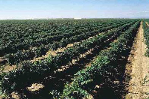 西班牙原装原瓶进口红酒 帕塔尼洛(珍藏)干红葡