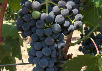 西班牙原装原瓶进口红酒 安塔诺(陈酿)干红葡萄