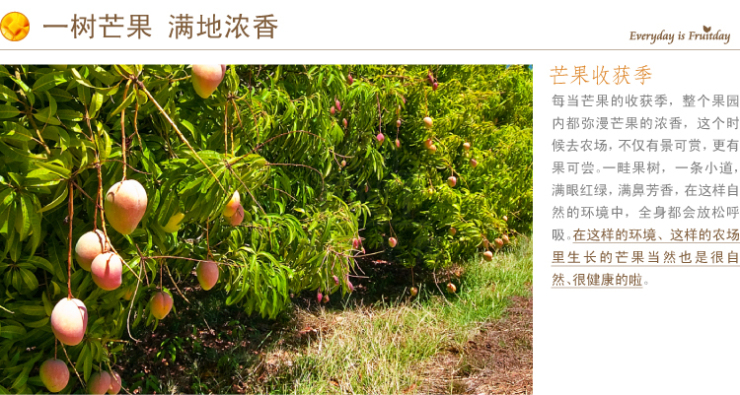 【天天果园】澳洲芒果1个 约700g 仅限上海地