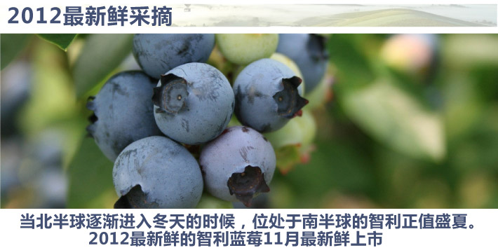 智利蓝莓12盒1.5KG 价格\/智利蓝莓12盒1.5KG