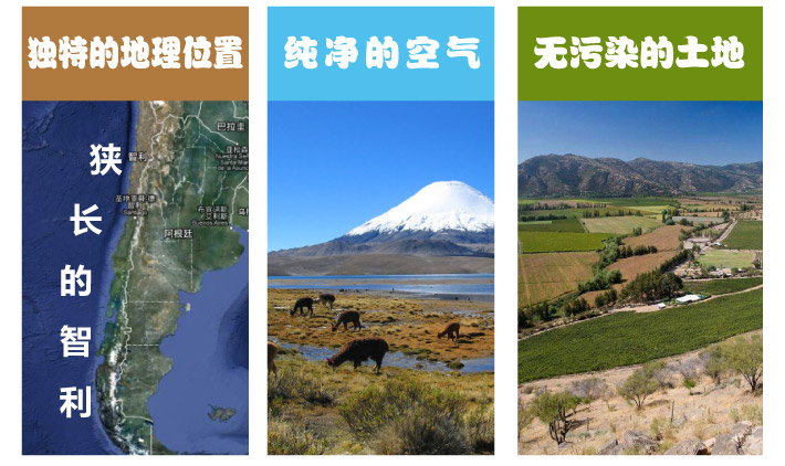 智利蓝莓12盒1.5KG 价格\/智利蓝莓12盒1.5KG