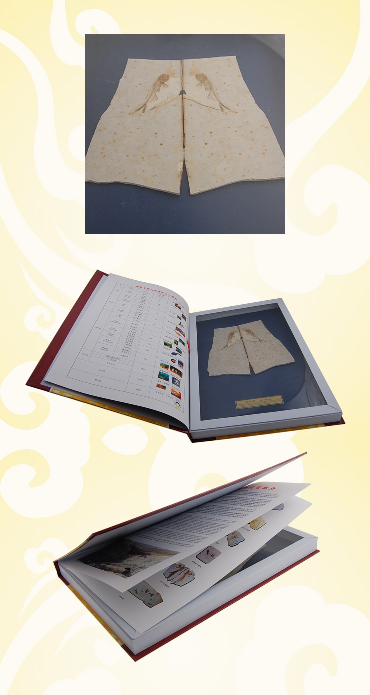 珠宝 一亿五千万年极品收藏 大号对开鱼化石 H