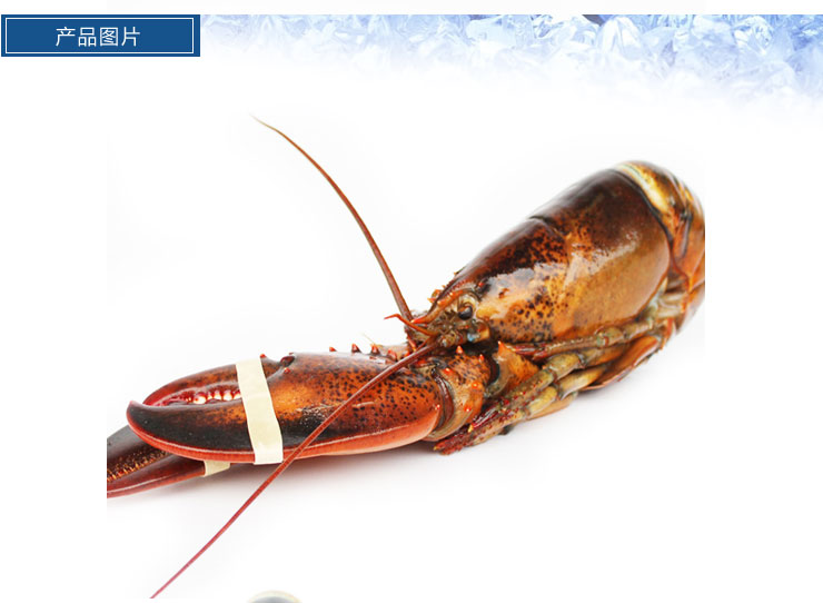 悦海上品 海鲜水产进口波士顿龙虾 加拿大龙虾
