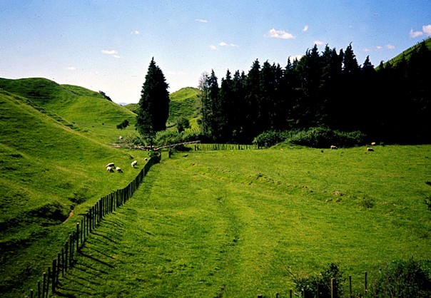 新西兰蜜纽康MGO250+唛奴卡绿茶蜂蜜(500克