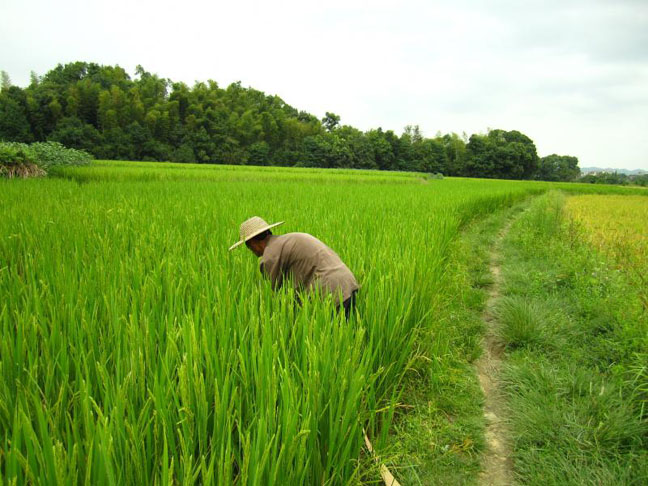 江西万年产万年贡米1512 500g*4小礼盒装 价格