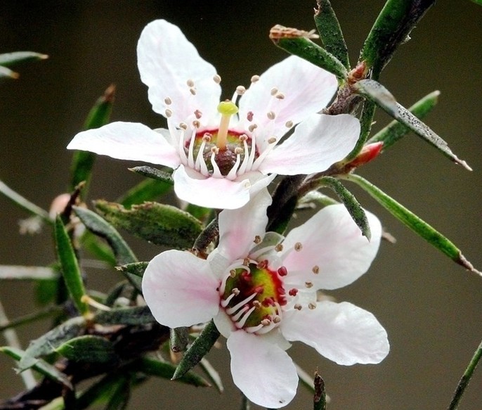 新西兰十一坊新西兰麦卢卡蜂蜜10+(500g)(500