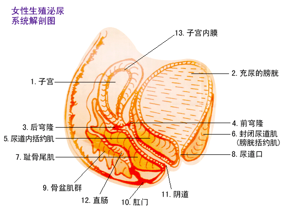 郁金香缩阴棒 印尼进口配方缩阴器