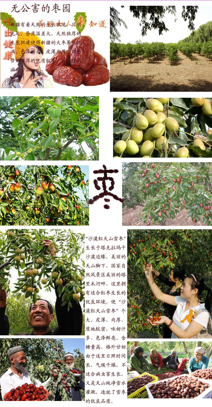 新疆特产大枣 沙漠果园天山雪枣精选六星 礼盒
