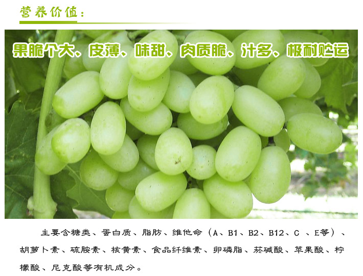 美国无籽青提(1KG\/箱) 价格\/美国无籽青提(1KG