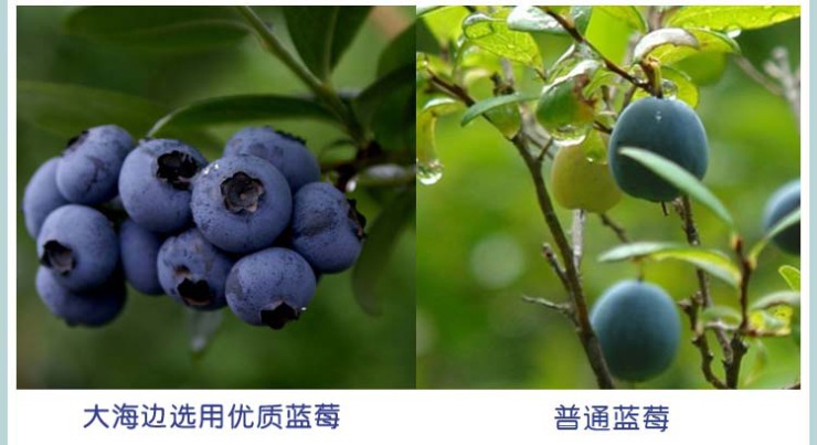 大海边蓝莓干果脯125克*3罐 出口级新鲜蓝莓果