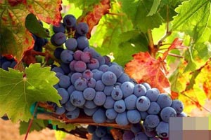 西班牙携手棠普尼罗红葡萄酒750ml