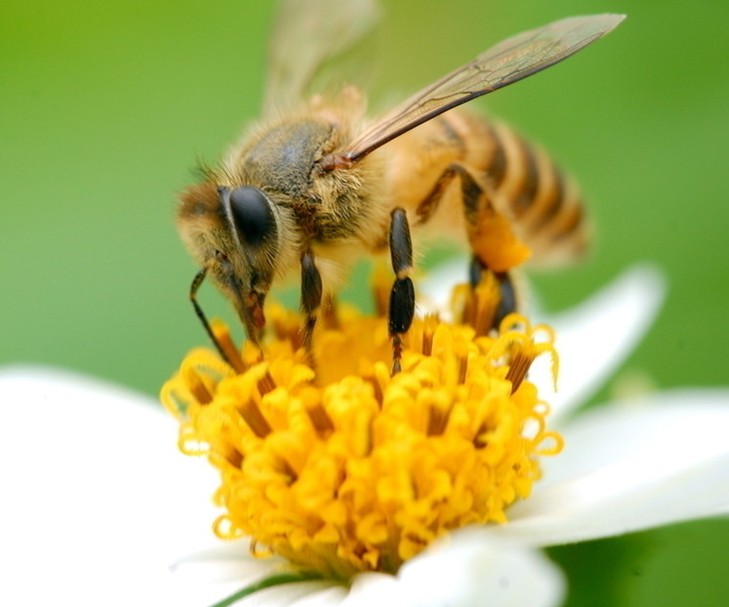 新西兰十一坊新西兰麦卢卡蜂蜜20+(250g)(250